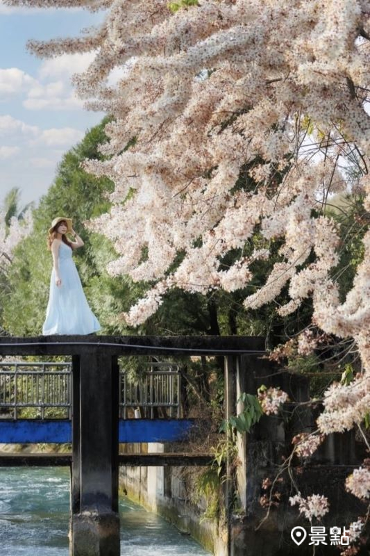 於2024年3月23日拍攝的圳道三月櫻花旗木美景。（圖／apple690523）