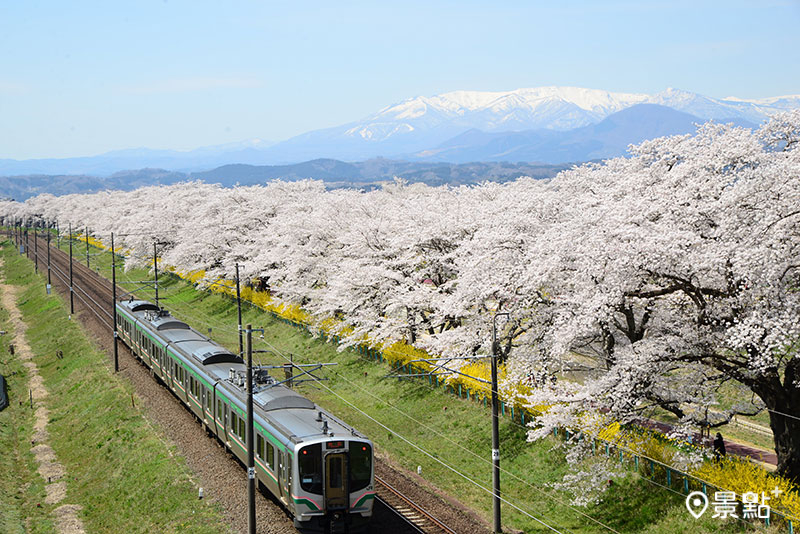 宮城縣ー白石川堤一目千本櫻。