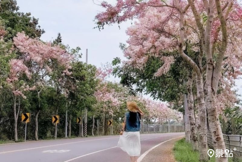 嘉義一處花旗木大道擁有整排花海美景，吸引人前往打卡。（圖／hsingfang20）