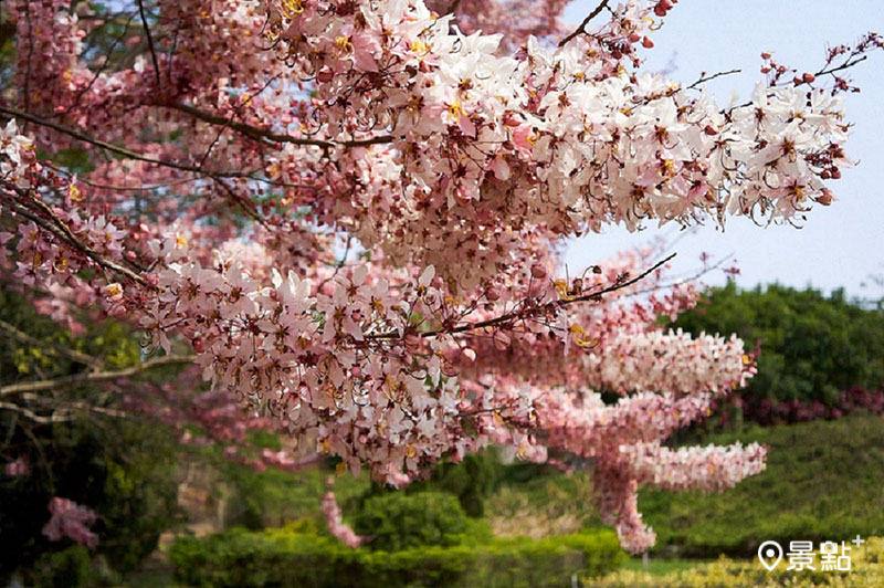 尖山埤花旗木。