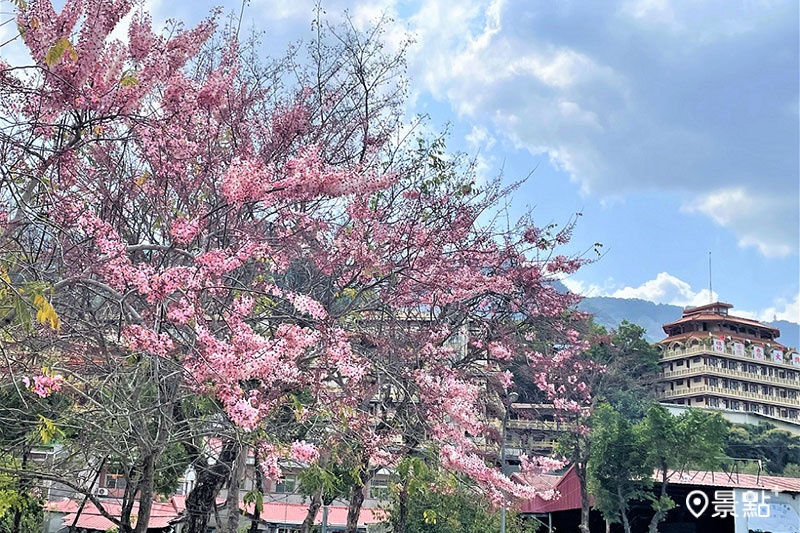 寶光聖堂花旗木。