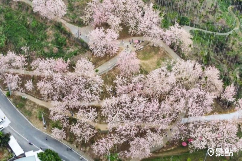 嘉義阿拉伯的粉紅村綻放花景，吸引人前往空拍。（圖／jiarui_travel）