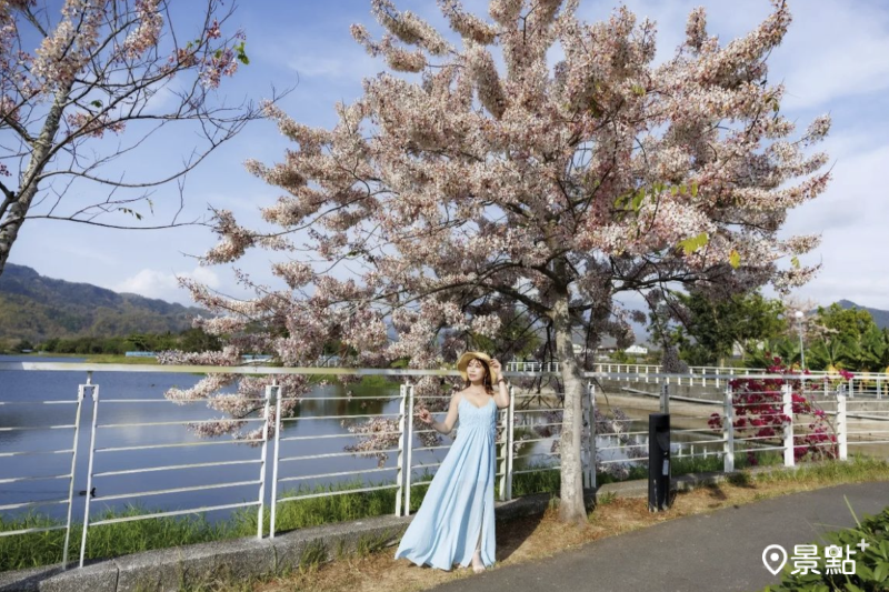 於2024年3月23日拍攝的美濃湖花旗木美景。（圖／apple690523）