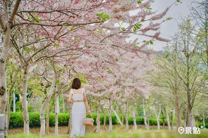 名間親子生態園區內步道旁，一整排花旗木花海美麗盛開。（圖／an700328，以下同）