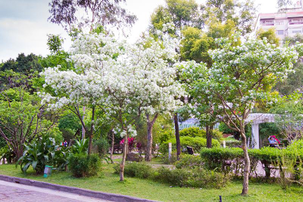 陽光運動公園流蘇花盛開 (圖／新北市政府)