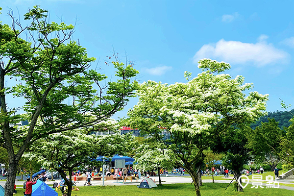 中正紀念堂流蘇花盛開 (圖／中正紀念堂管理處)