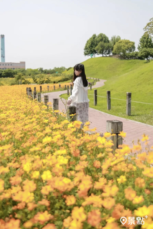 於2024年4月4日拍攝的后里環保公園波斯菊花景。（圖／aday0530，以下同）