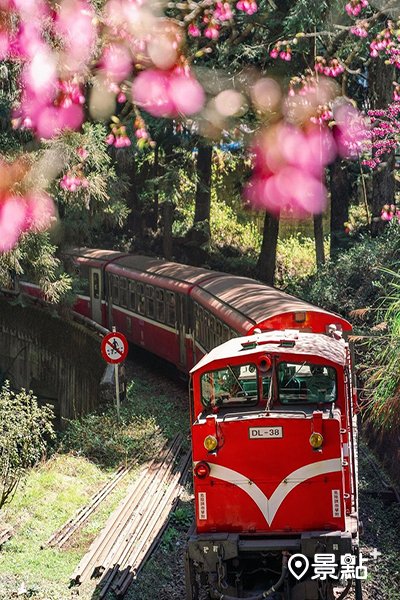 阿里山鐵道與櫻花。 (圖／tw.luoyin)
