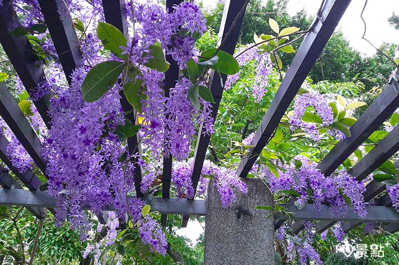 大安森林公園內，夢幻紫色花瀑錫葉藤現正盛開中！（圖／台北市政府，以下同）
