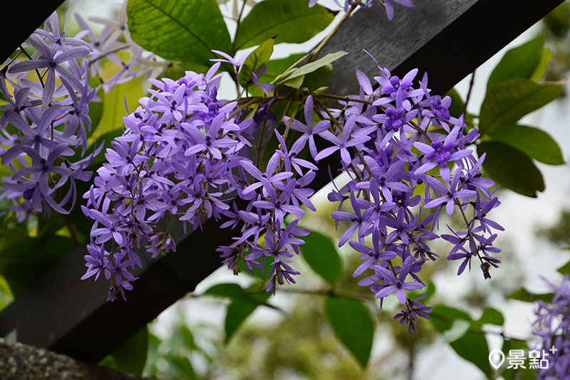 花淡紫色或淡紫羅蘭色，花序長10~30公分。