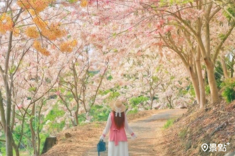 台南玥園思親步道擁有雙色花旗木花海，吸引人前往取景。（圖／3more_hi4）