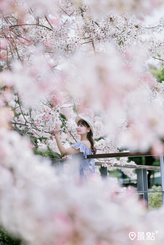 於2024年4月15日拍攝的竹崎親水公園花旗木美景。（圖／qqsweet1982）