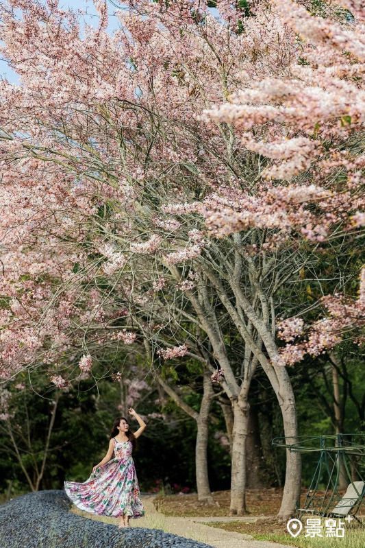 於2024年4月3日拍攝的竹崎親水公園花旗木美景。（圖／molly888666，以下同）