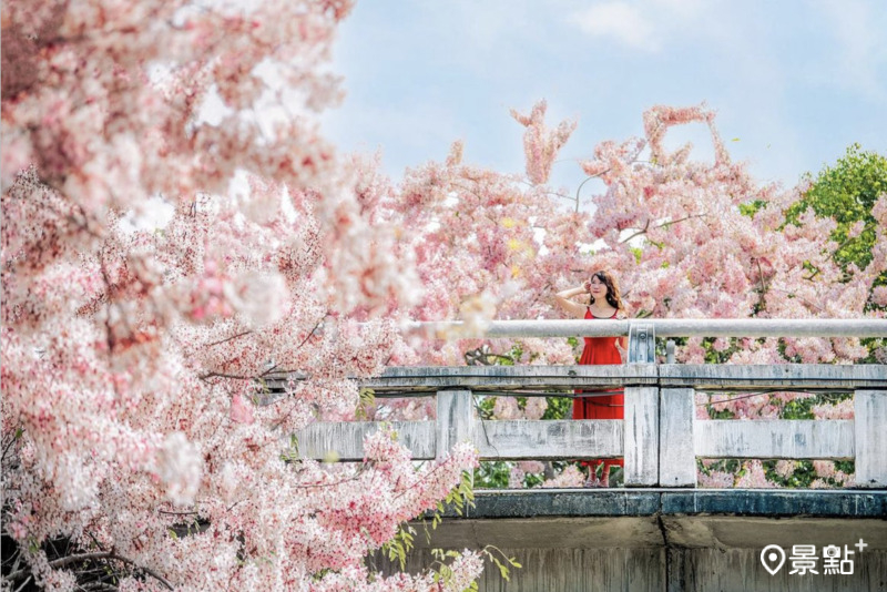 於2024年4月13日拍攝的竹崎親水公園花旗木美景。