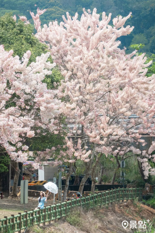 於2024年4月5日拍攝的竹崎親水公園花旗木美景。（圖／double.leo.tw）