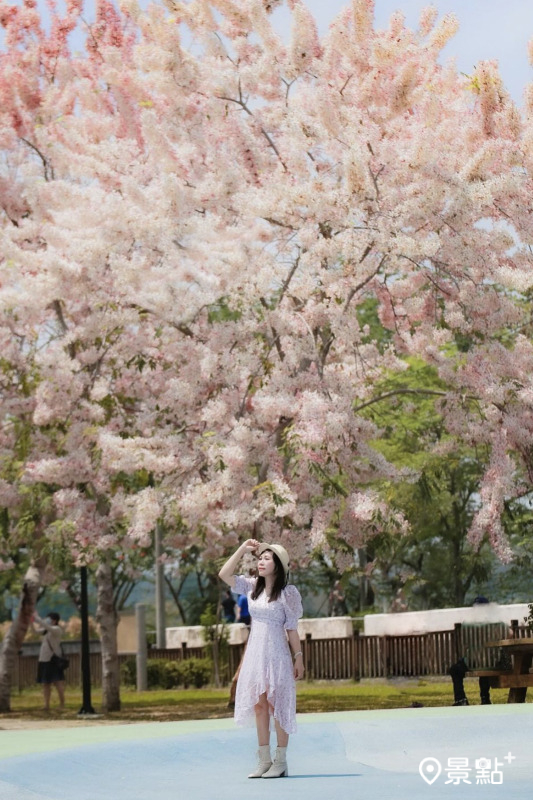 於2024年4月5日拍攝的竹崎親水公園花旗木美景。（圖／airratseng）