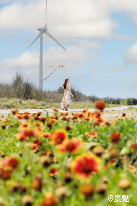 於2024年4月14日拍攝的海角樂園天人菊、風車同框美景。（圖／apple690523）