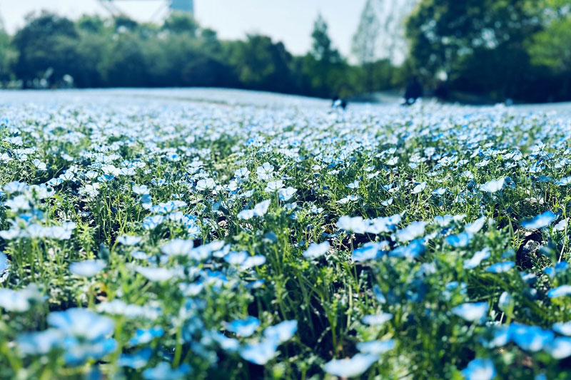 岐阜世界玫瑰園內粉蝶花的最佳觀賞期為4月中旬至下旬。（圖／岐阜世界玫瑰園）