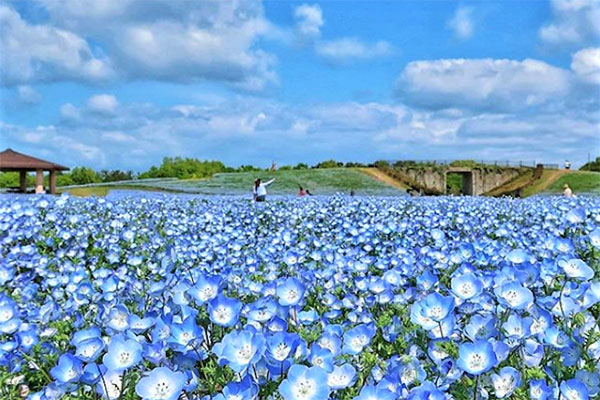 國營海之中道海濱公園粉蝶花的最佳觀賞期為4月上旬至下旬。（圖／國營海之中道海濱公園）