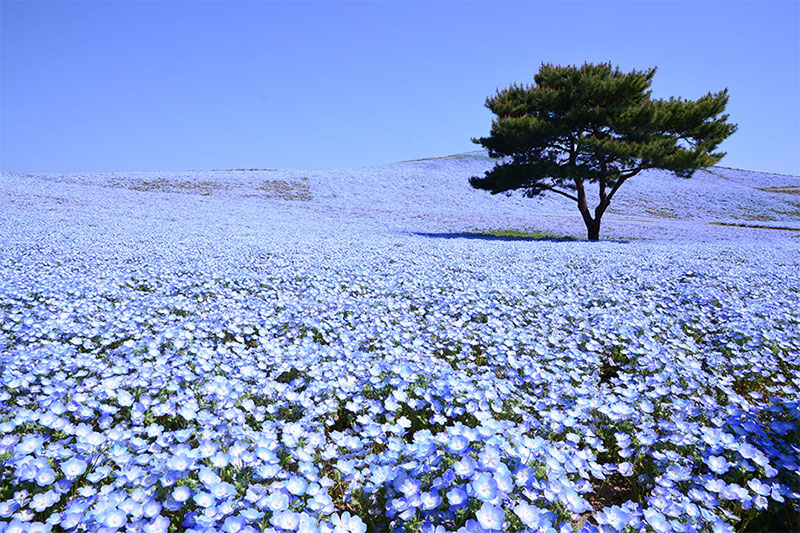 國營常陸海濱公園的粉蝶花海最佳觀賞期為4月中旬至5月上旬。（圖／國營常陸海濱公園）