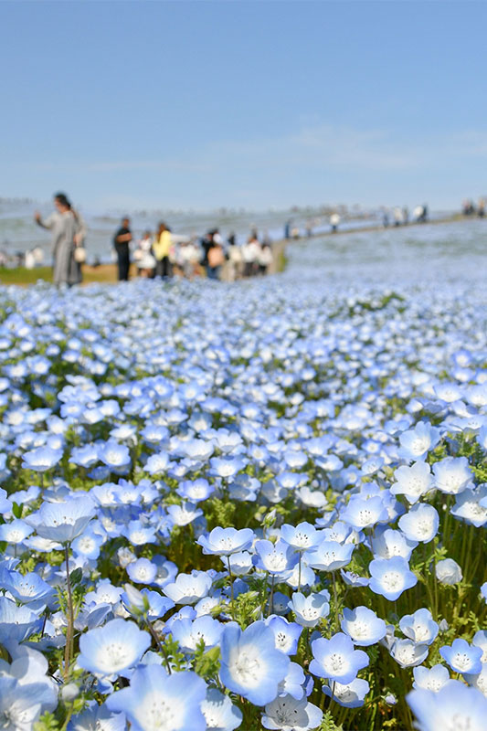 （圖／國營常陸海濱公園）