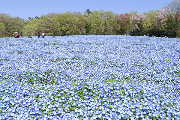 國營武藏丘陵森林公園內粉蝶花的黃金賞花期為4月上旬至4月下旬。（國營武藏丘陵森林公園）