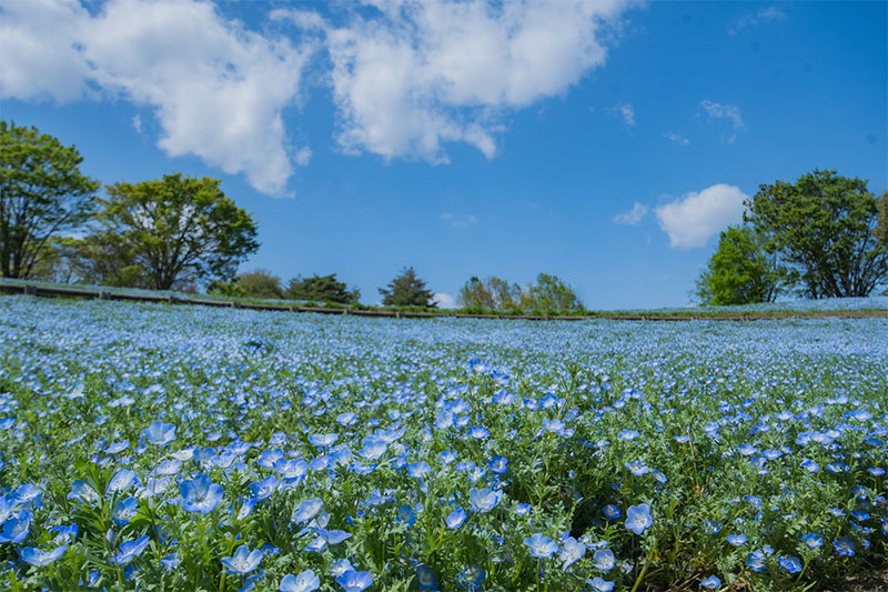 國營昭和紀念公園的粉蝶花最佳觀賞期為4月下旬至5月。（圖／國營昭和紀念公園）