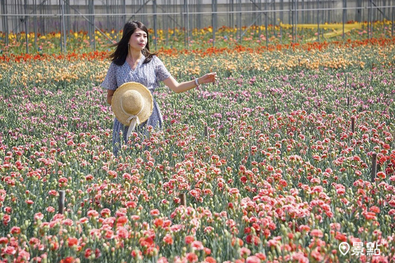 往年董家花田康乃馨花景。（圖／fffffftiffany，以下同）