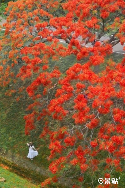 於2024年5月3日拍攝的嘉義仁義潭水庫鳳凰木花景。（圖／hsingfang20）