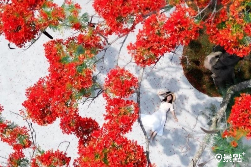 嘉義朴子藝術公園鳳凰木花海，吸引人前往取景。（圖／hsingfang20）