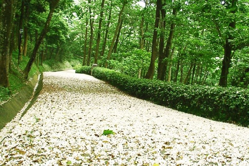 西湖渡假村白色花毯賞桐區三陽開泰步道。（圖／西湖渡假村）