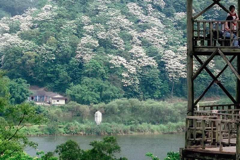 西湖渡假村湖光山色賞桐區。（圖／西湖渡假村）