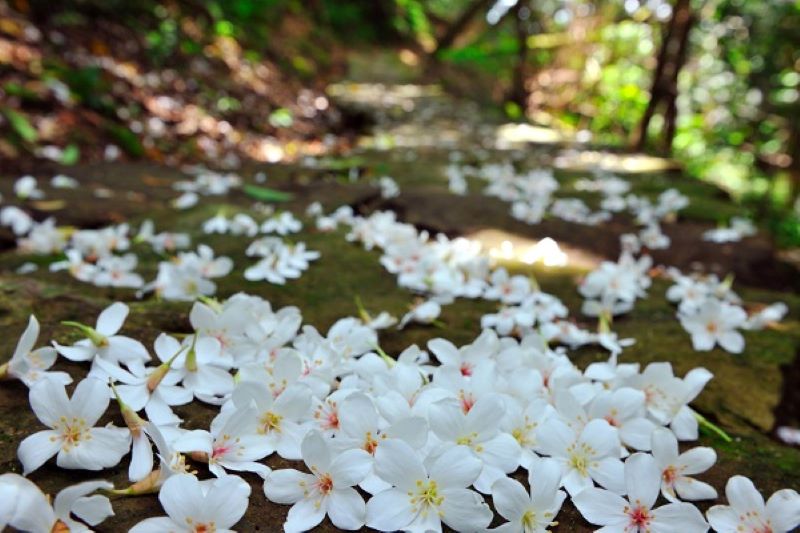 （圖／新北市三芝區公所）