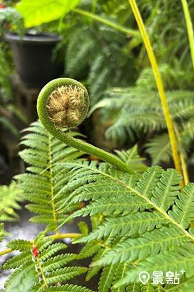 侏羅紀恐龍時期就有的筆筒樹嫩芽可食用，莖幹也可作為園藝種植的材料。