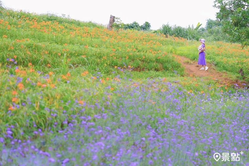 於2024年5月6日拍攝的富貴角食農教育生態農場花景。（圖／yijiun_lee）