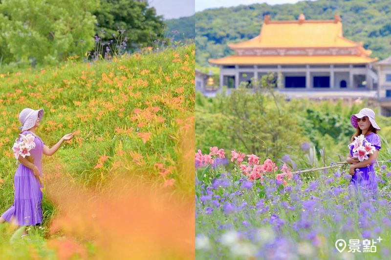 富貴角食農教育生態農場金針花、馬鞭草雙色花海，吸引人前往取景。（圖／yijiun_lee）