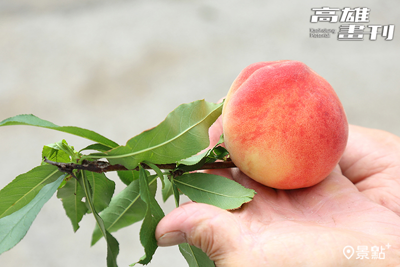 那瑪夏水蜜桃有五月桃之稱，以皮薄多汁香甜爽口、入口即化的果感著稱。(圖／高雄市新聞局，以下同)