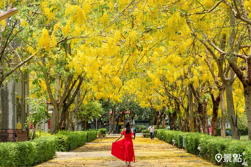 漫步黃金雨隧道，感受初夏之美。（圖／double.leo.tw）