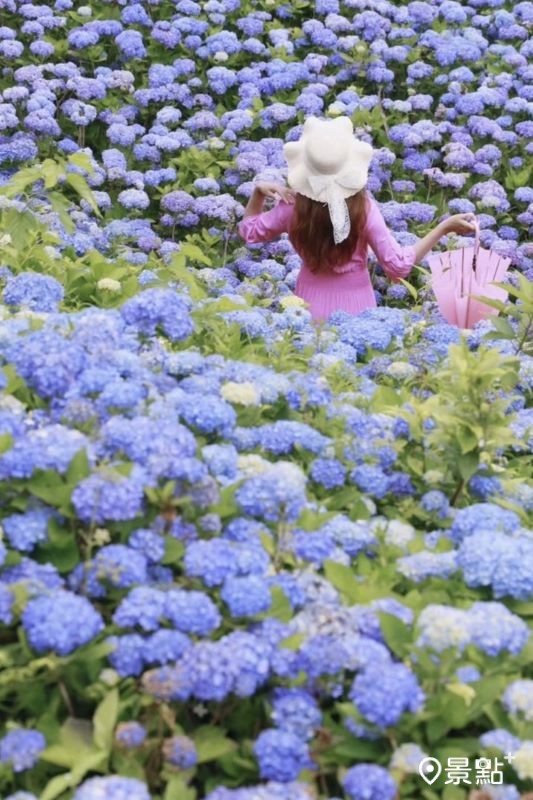 本篇石牌縣界公園繡球花海拍攝於2024年5月17日。（圖／yijiun_lee，以下同）