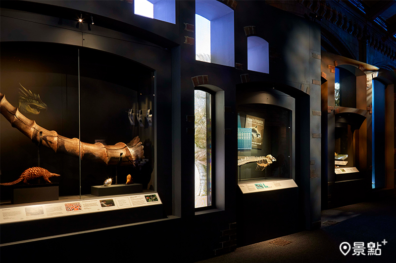 大英自然史博物館的豐富館藏，探索現實世界中的自然生物，如何激發魔法生物的誕生。