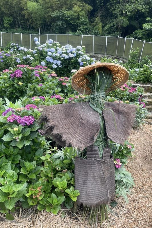 （圖／阿華繡球花園）