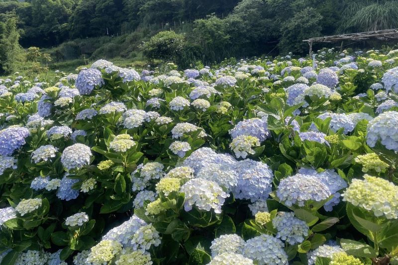 （圖／阿華繡球花園）