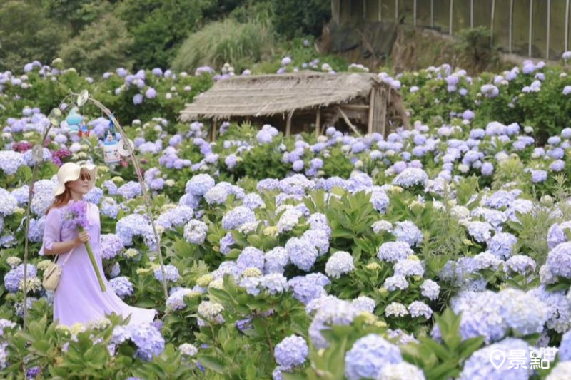 阿華繡球花園擁有花海、茅草小屋同框美景，吸引人前往打卡。（圖／yijiun_lee）