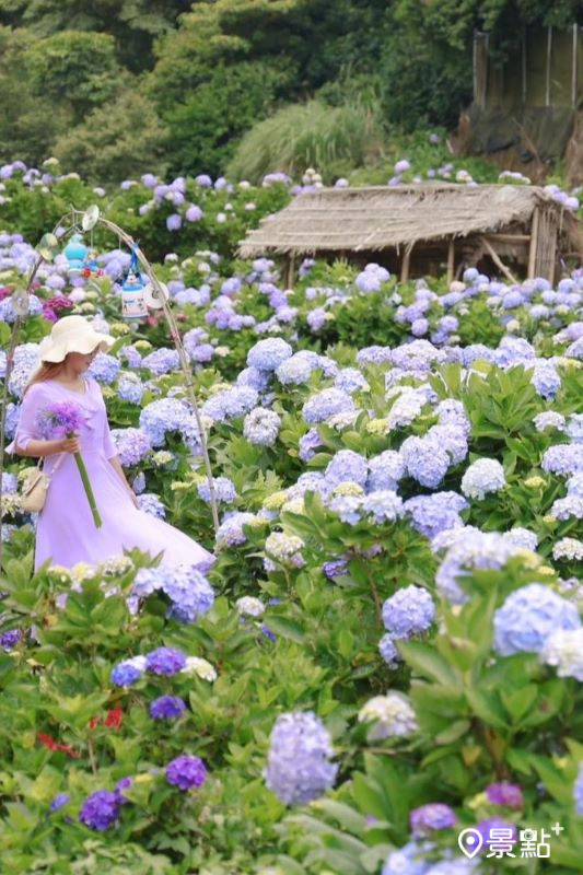 於2024年5月27日拍攝的阿華繡球花園。（圖／yijiun_lee，以下同）