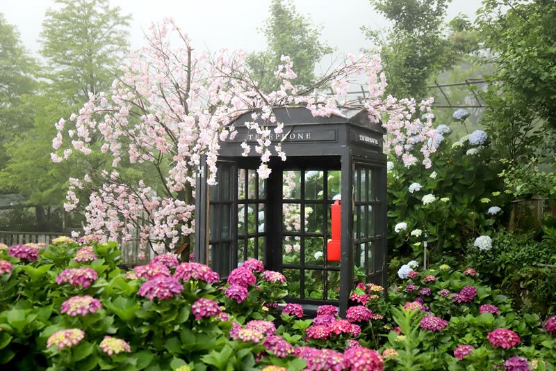 （圖／竹子湖海芋季及繡球花季）