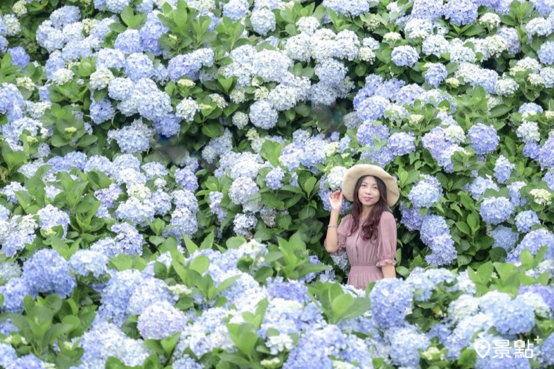 全台最大繡球花海高家繡球花田盛開美景，吸引人前往打卡。（圖／nelly.hong）