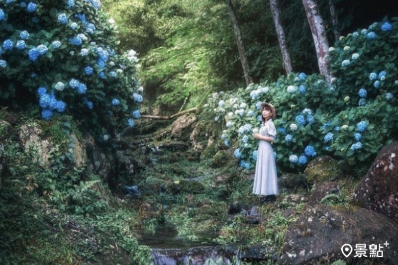 苗栗2大山林系繡球花海景點，吸引人前往取景。（圖／imma_pon）