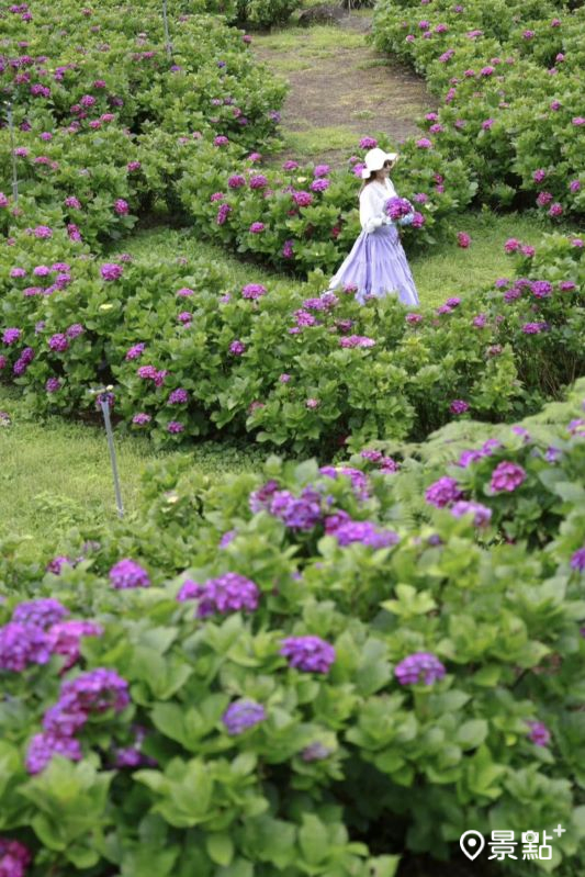 本篇馬槽開心農園繡球花景拍攝於2024年6月3日。（圖／yijiun_lee，以下同）