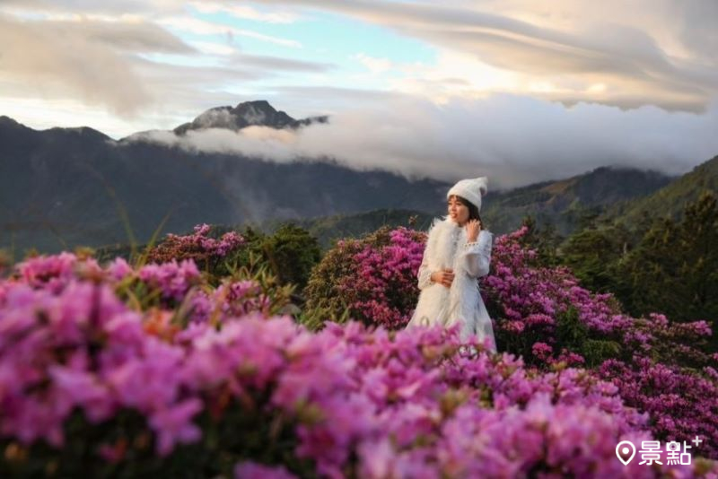 高山杜鵑花海x日出大景年度必拍！合歡山杜鵑花季交管接駁一次看