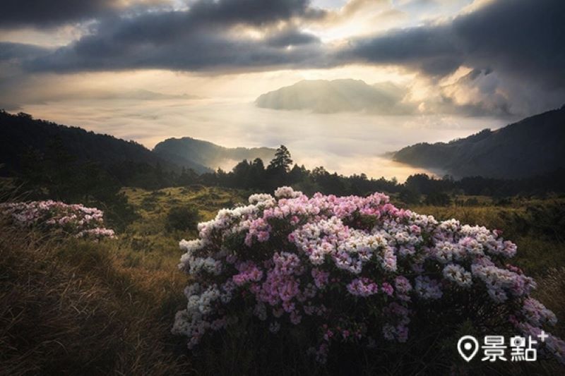 合歡東峰杜鵑花雲海美景。（圖／shengkai_travel）